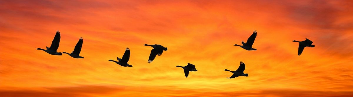 From Afar to Home:  Vermont Journeys